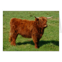 Scottish Highland Cattle Greeting Card