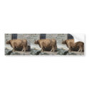 Scottish Highland Cattle Portrait bumper stickers