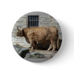 Scottish Highland Cattle Portrait buttons