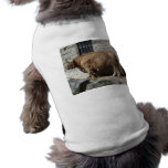Scottish Highland Cattle Portrait pet clothing