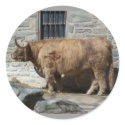 Scottish Highland Cattle Portrait stickers