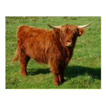 Scottish Highland Cattle Postcard