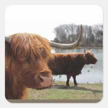 Scottish Highland Cattle ~ sticker