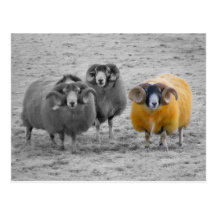 Scottish Rams Post Card