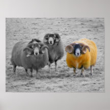 Scottish Rams Print