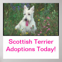 Scottish Terrier Adoption Poster