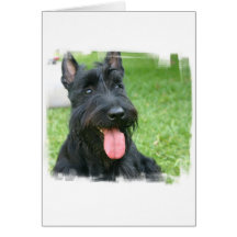 Scottish Terrier Dog Greeting Card