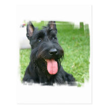 Scottish Terrier Dog Postcard