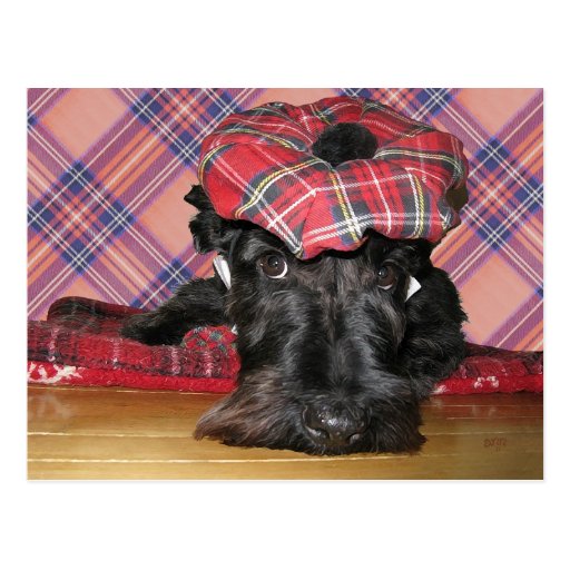Scottish Terrier in a Tam-o-Shanter Postcard