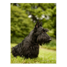 Scottish Terrier Post Cards