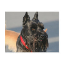 Scottish Terrier Postcard