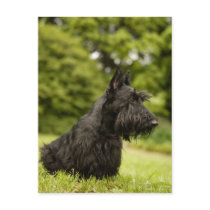 Scottish Terrier Post Cards