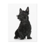Scottish Terrier postcards