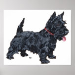 Scottish Terrier Poster