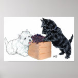 Scottish Terrier Poster