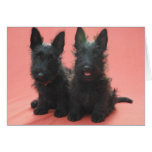 Scottish Terrier puppies greeting cards