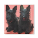Scottish Terrier puppies magnet