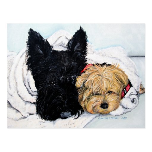 scottish yorkie scottish terrier yorkie best friends postcard zazzle scottish yorkie scottish terrier yorkie best friends postcard zazzle