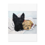 Scottish Terrier & Yorkie Best Friends Post Cards
