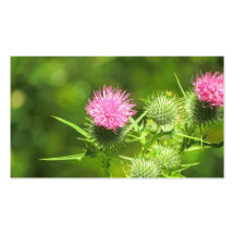 Scottish Thistle Business Card Templates
