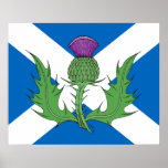 Scottish Thistle Poster