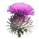 Scottish Thistle Sticker