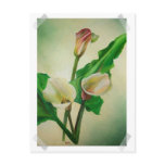 Scrap Book Callas Post Card