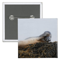 Scratching Seal Button
