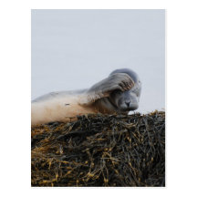 Scratching Seal Postcard