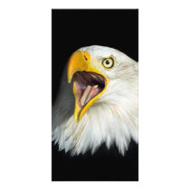 Screaming American Bald Eagle Photo Card Template