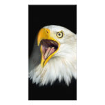 Screaming American Bald Eagle photo cards