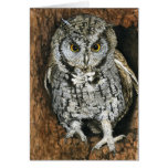 Screech Owl Greeting Cards