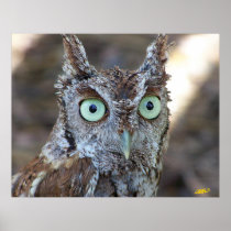 Screech Owl Print