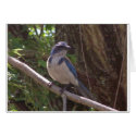 Scrub Jay cards