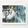 Scrub Jay Mouse Pad
