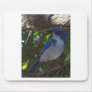 Scrub Jay Mouse Pad