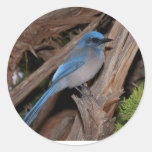Scrub Jay Round Stickers