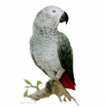 Sculpture - African Grey Parrot photo sculptures