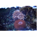 sea anemone photo sculptures