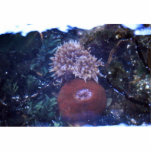 sea anemone photo sculptures
