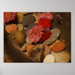 Sea anemone posters