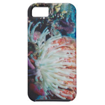 sea anemone redux2