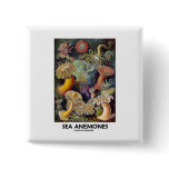 Sea Anemones buttons