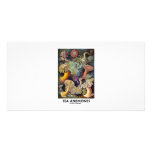 Sea Anemones photo cards