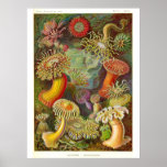 "Sea Anemones" Vintage Illustration posters