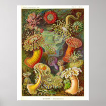 "Sea Anemones" Vintage Illustration Poster