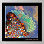 Sea anenome posters