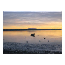 Sea Birds and Boat Announcements