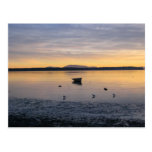 Sea Birds and Boat Post Card