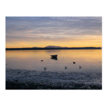 Sea Birds and Boat Post Card
